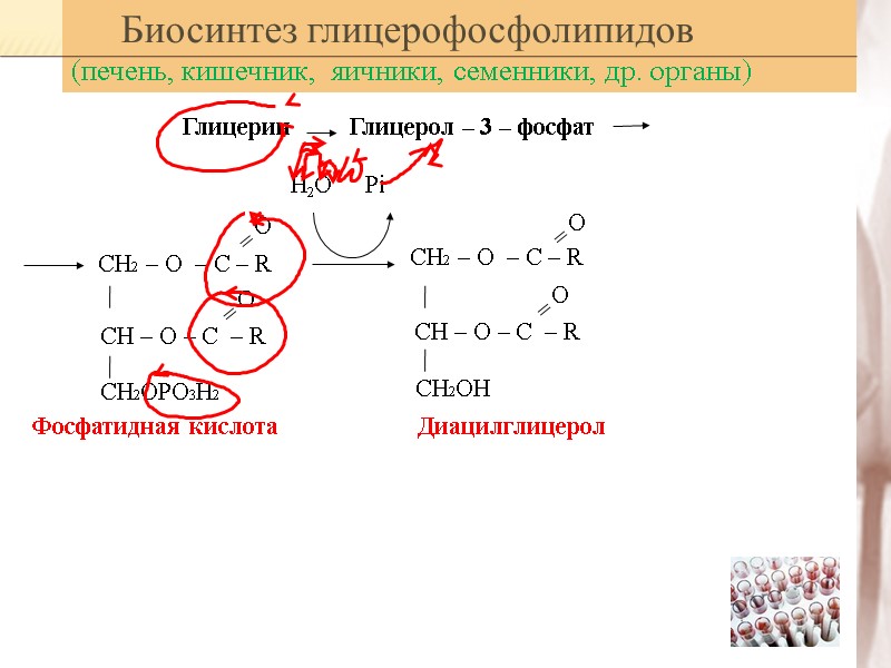 Биосинтез глицерофосфолипидов  (печень, кишечник,  яичники, семенники, др. органы)  Глицерин  Глицерол